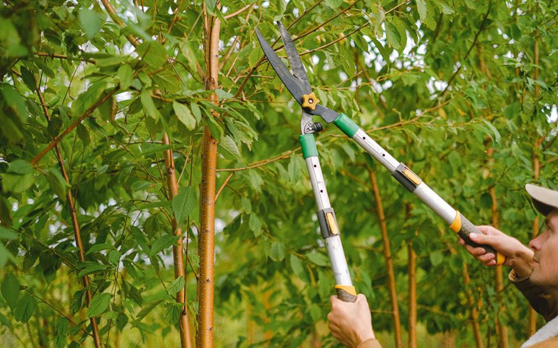 Tree trimming in Walhalla, ND