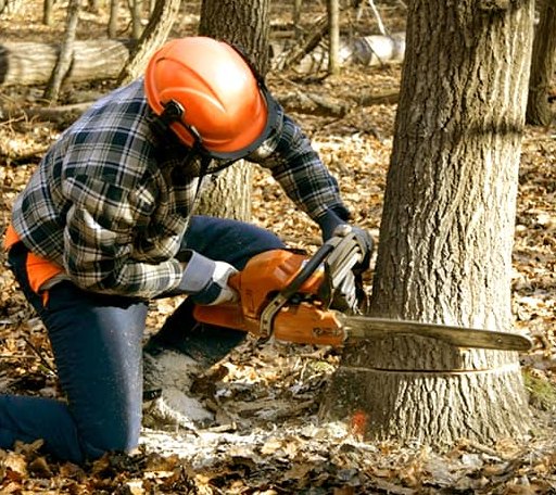 Tree Removal in Walhalla, ND